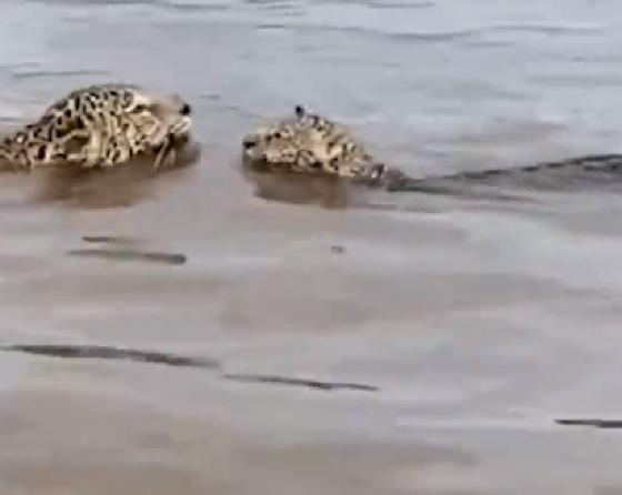 O registro foi feito por pescadores durante a travessia na região em que o rio se encontra com o Rio Crixás-Açu.