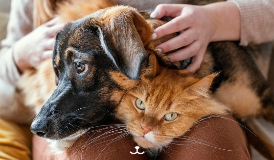 Pela nova legislação, o uso dos hormônios só deve ocorrer com o acompanhamento de um veterinário.