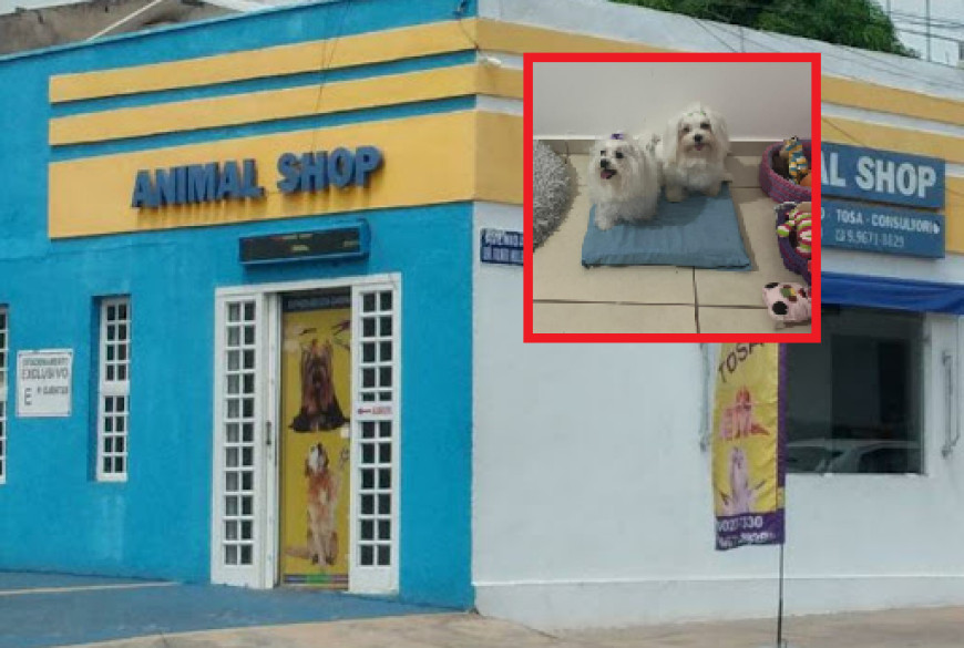 Laudo aponta que cadelas esquecidas dentro de carro de pet shop morreram por hipertermia 