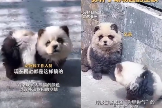Dois cães da raça chow-chow foram pintados de preto e branco para parecerem com ursos pandas em nova atração de zoológico chinês