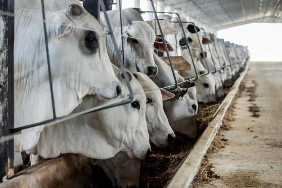 Este cenário favorável posiciona Mato Grosso como um líder no setor agropecuário nacional