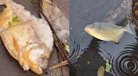 Uma palometa (Serrasalmus maculatus) foi vista no bairro Auxiliadora, na semana passada. 