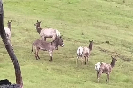 De acordo com os donos do animal, Dave e Terri Drewry, o burro, que atende por Diesel, fugiu após ser assustado por um leão da montanha
