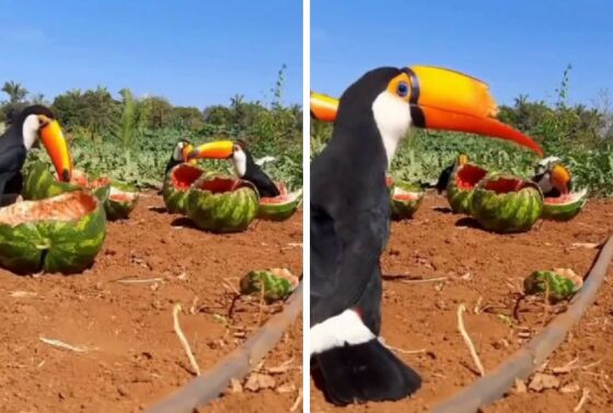 Aves foram flagradas se deliciando com as frutas em MT.