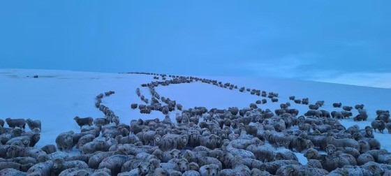 Frio extremo na Patagônia fez animais congelarem