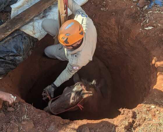 Caminhão foi usado para retirar animal de buraco.