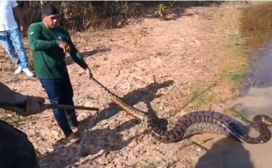 Cobra foi flagrada fazendo digestão em rio próximo a Várzea Grande