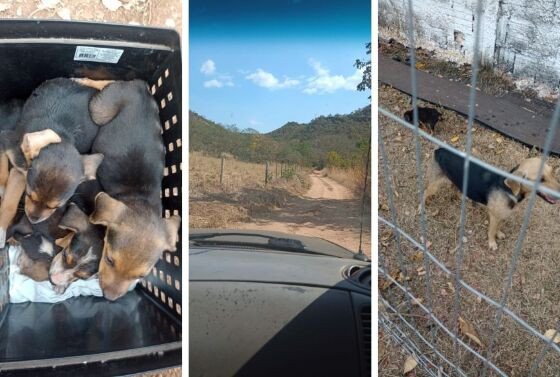 Animais foram levados para abrigo em Chapada dos Guimarães.