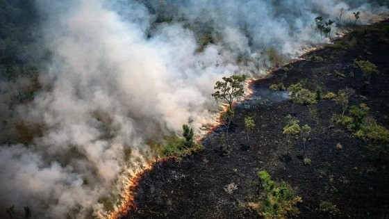 A Amazônia está em chamas. A floresta registrou 59 mil focos de fogo desde janeiro até agora.