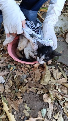 Gatinha resgatada sofreu queimaduras nas patas.