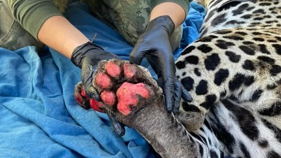 Animais queimados devido ao fogo no Pantanal