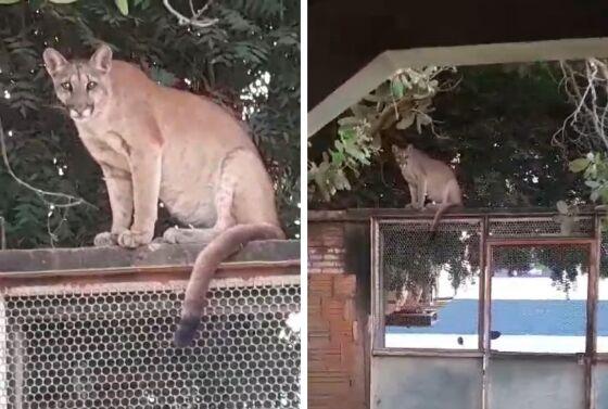 Um onça-parda foi flagrada em cima do portão de uma residência, em Cáceres