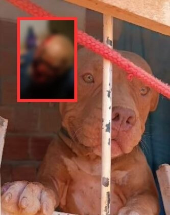 O cachorro, da raça pitbull, foi sacrificado após atacar duas vítimas no bairro Paraisópolis, em Cuiabá.