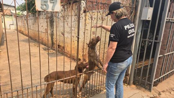 Os animais foram resgatados e levados para uma veterinária onde receberam os tratamentos adequados 