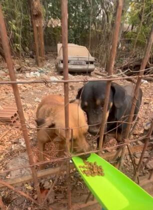 Animais dependem da ajuda dos vizinhos para sobreviver.