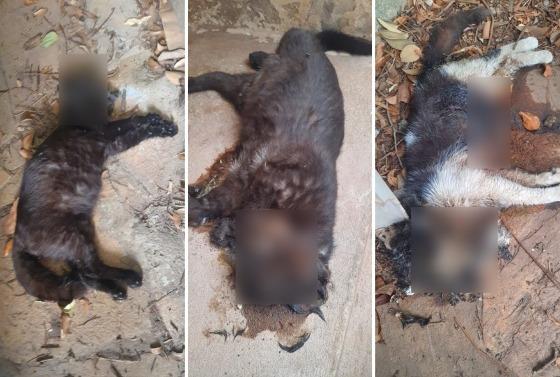 Moradores clamam por justiça devido ao aumento das mortes de gatos no bairro Cidade Alta