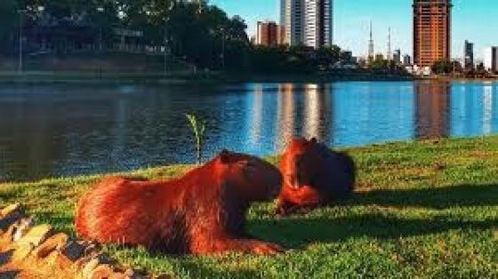 O fenômeno pode ser explicado pela ação do sol e do calor intenso. 