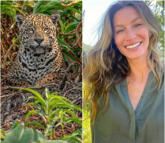 Uma onça-pintada vista pela 1ª vez em MT recebeu o nome de Gisele, em homenagem à modelo.