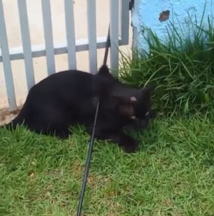 O animal foi socorrido pela protetora e encaminhado a uma clínica veterinária.