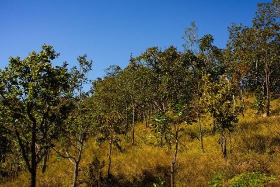 Os proprietários também assumiram obrigações visando à regularização ambiental da propriedade.