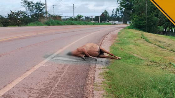 Com o impacto, a cabeça do cavalo foi decepada