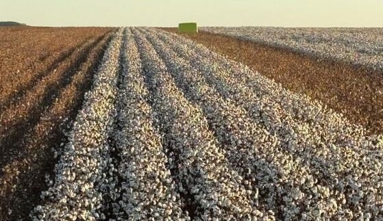 O grupo de origem familiar atua no Norte de Mato Grosso