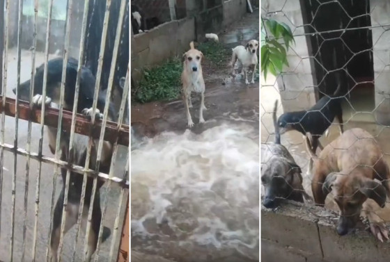 Abrigo de animais Lar dos Sonhos precisa de doações para reconstrução