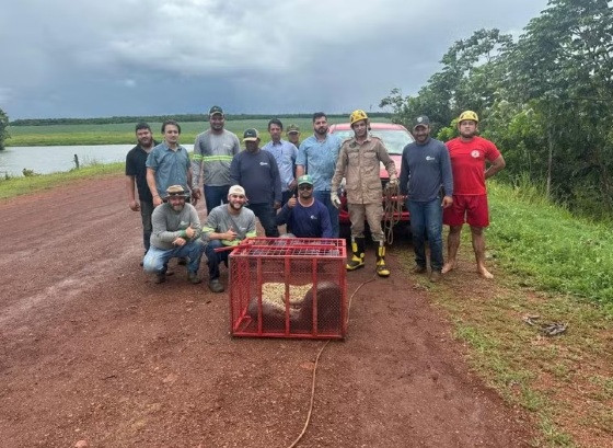 O animal foi capturado por uma equipe do Corpo de Bombeiros