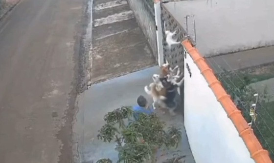 Animais só pararam o ataque quando perceberam que gato estava morto.