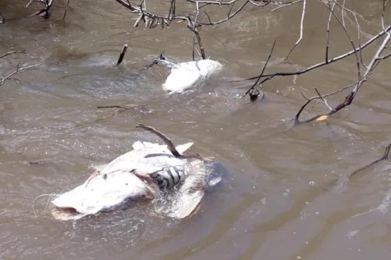 Imagem mostra peixes mortos em área de hidrelétrica.