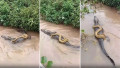 Vídeo: Cobra pega carona em jacaré