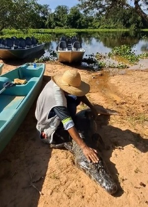 Nas imagens é possível ver o homem abaixado ao lado do réptil e fazendo carinho nele, enquanto o animal permanece imóvel