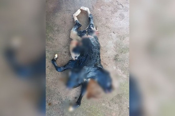 O médico veterinário e pecuarista Lucas Thaler testemunhou o parto chamado de distócico.