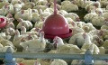 China suspende compra de frangos do Brasil