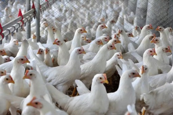 Santa Catarina intensifica medidas de defesa sanitária após confirmação de foco de Influenza Aviária no RS