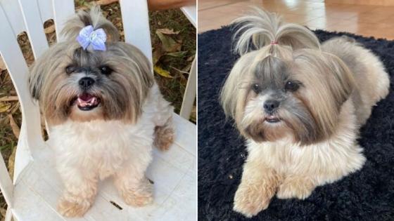 Suzi é uma mistura das raças Shih Tzu e Lhasa Apso.