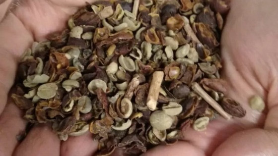 Café só pode ter 1% de impurezas