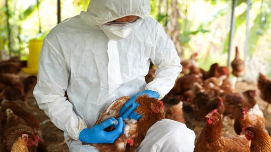 Idosos tiveram contato com animais infectados.