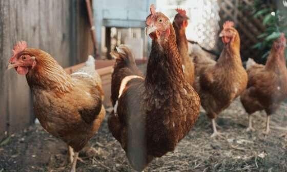 Aves devem passar por exames para atestar ou não a presença do vírus.
