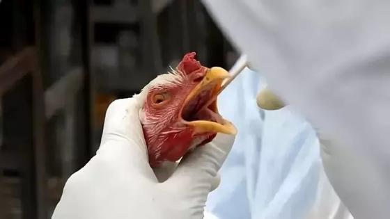 Material genético das aves foi colhido e analisado.