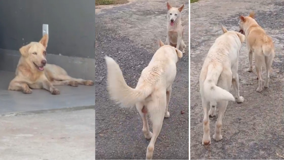 Os cães, aparentemente da raça Husky Siberiano, estão no no bairro Parque Residencial Tropical Ville, em Cuiabá.