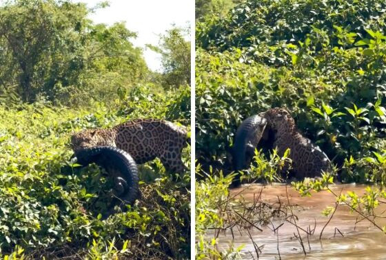 Com o jacaré preso entre os dentes, a onça caminha em direção à mata.