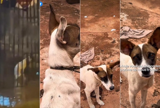 O cachorro Pirulito vivia amarrado, com fome e comia fezes