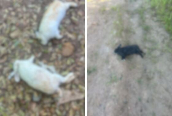 Animais foram mortos cruelmente em unidade da Apae.