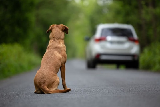 Segundo o texto aprovado, será considerado infração gravíssima utilizar qualquer tipo de veículo para abandonar ou auxiliar o abandono de um animal.