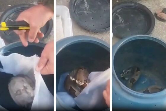 Animal foi resgatado pelo Batalhão Ambiental.