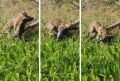 Vídeo mostra ataque certeiro de onça em jacaré