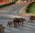 Capivaras param trânsito e atravessam na faixa