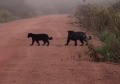 Onças são flagradas atravessando estrada
