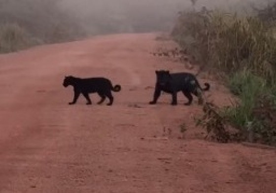  O registro foi feito na região do Xingu, na fazenda Três Flechas, localizada na cidade de Confresa 
